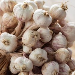 Garlic 