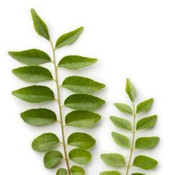 Curry leaves
