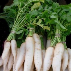 Organic Radish