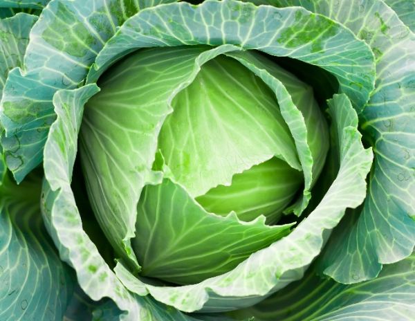 Organic Fresh Cabbage