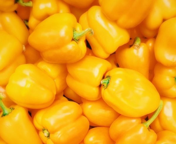  Yellow Capsicum (bell pepper)