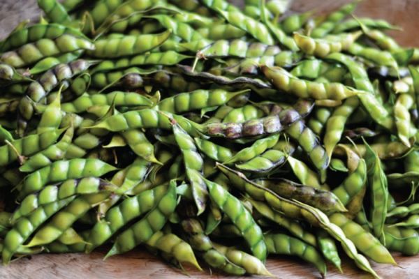 Pigeon Peas