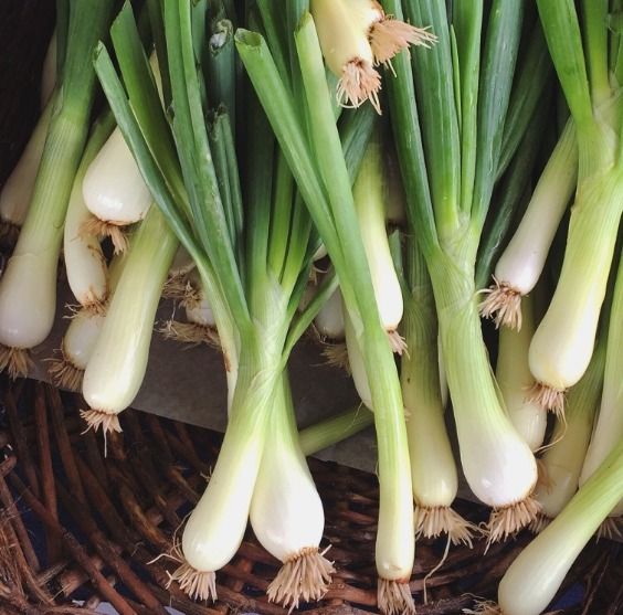 Organic Spring Onion (green onion)