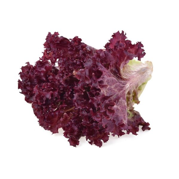 Red Leaf Lettuce (Lollo Rosso)