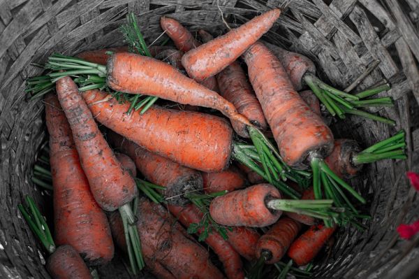 Carrots  (Indian fresh)