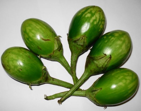 Green Brinjal