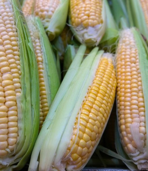 Organic Sweet Corn