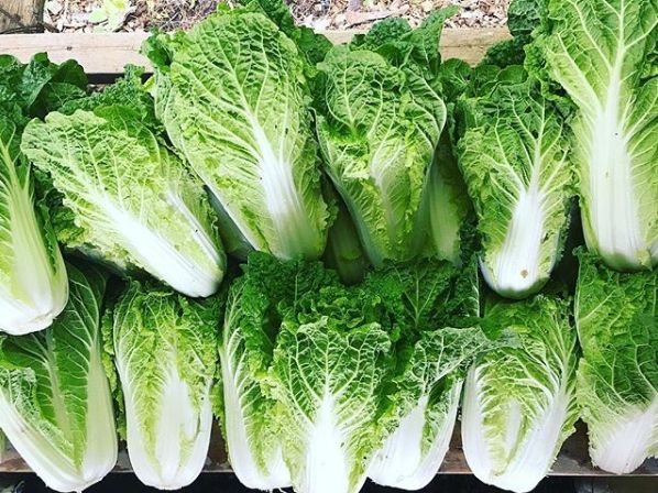 Napa Cabbage (chinese cabbage)