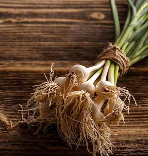Green Garlic (spring garlic)