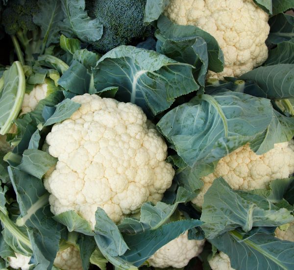 Cauliflower 