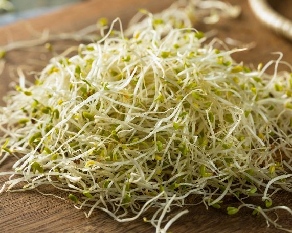Sprouts Alfalfa