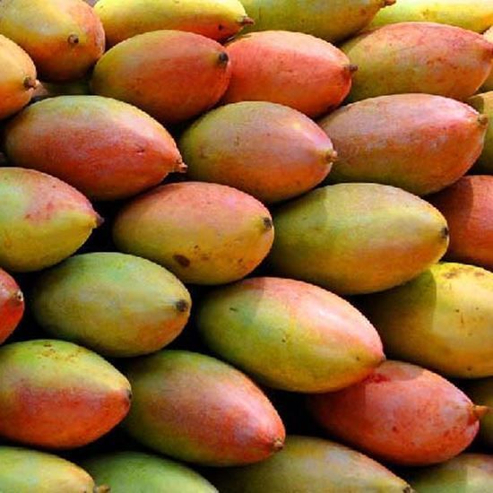 Mango Totapuri 