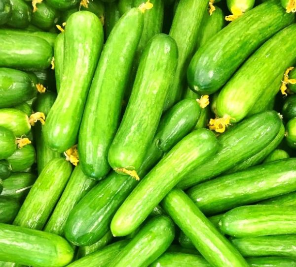 Cucumber (Khira, Kakdi)