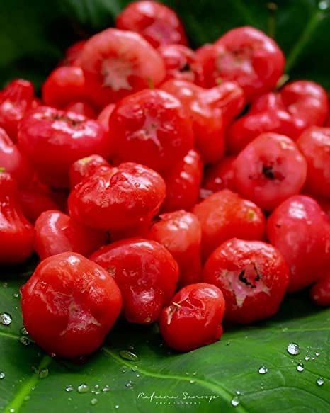 Red Jamun ( Jambu/Jamb/ Bell apple/Wax apple)