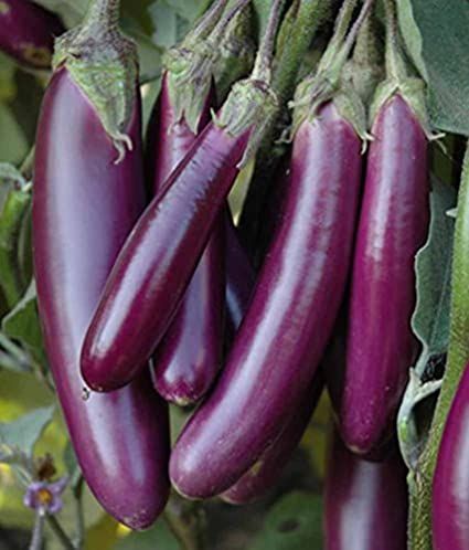 Organic Brinjal Long 