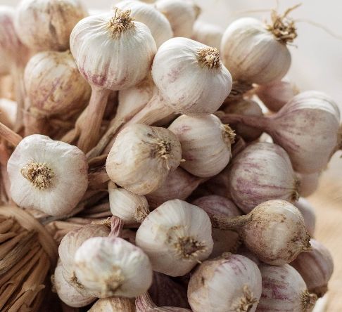 Garlic 