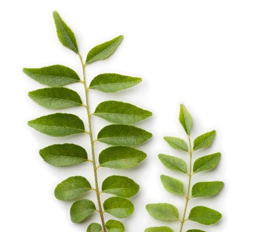 Curry leaves