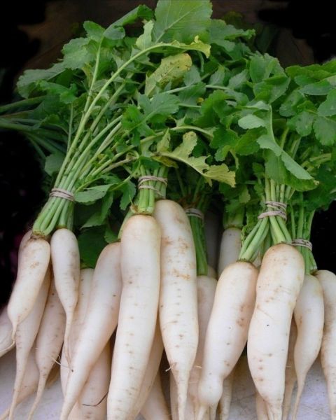 Organic Radish